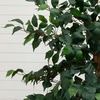 image:imageNearly Natural 3 ft Artificial Ficus Tree with Natural Wood Trunks6ft