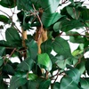 image:imageNearly Natural 3 ft Artificial Ficus Tree with Natural Wood Trunks6ft 2in
