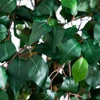image:imageNearly Natural 3 ft Artificial Ficus Tree with Natural Wood Trunks6ft 2in