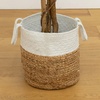 image:imageNearly Natural 3 ft Artificial Ficus Tree with Natural Wood Trunks6ft