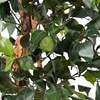 image:imageNearly Natural 3 ft Artificial Ficus Tree with Natural Wood Trunks6ft