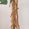 image:imageNearly Natural 3 ft Artificial Ficus Tree with Natural Wood Trunks7ft