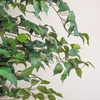 image:imageNearly Natural 3 ft Artificial Ficus Tree with Natural Wood Trunks7ft
