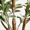 image:imageNearly Natural 3 ft Artificial Olive Tree with Natural Trunk for Decor5ft
