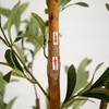 image:imageNearly Natural 3 ft Artificial Olive Tree with Natural Trunk for Decor7ft