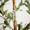 image:imageNearly Natural 3 ft Artificial Olive Tree with Natural Trunk for Decor7ft