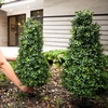 image:imageNearly Natural 3 ft UVResistant Artificial Boxwood Set of 2 with Stake