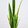 image:imageNearly Natural 30 in Artificial Sansevieria Plant Yellow Border Room Decor