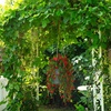 image:imageNearly Natural 30in UV Resistant Artificial Daisy Hanging Plant IndoorOutdoor  Set of 6Red