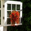 image:imageNearly Natural 30in UV Resistant Artificial Morning Glory Hanging Plant IndoorOutdoor  Set of 6Red