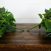 image:imageNearly Natural 32Inch UV Resistant Artificial Philodendron Hanging Plant Set of 2 Lifelike Greenery for Indoor and Outdoor Dcor