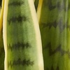 image:imageNearly Natural 33 Sansevieria Artificial Silk Plants Green
