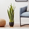 image:imageNearly Natural 33 Sansevieria Artificial Silk Plants Green
