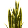 image:imageNearly Natural 33 Sansevieria Artificial Silk Plants Green