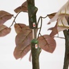 image:imageNearly Natural 35 ft Artificial Autumn Dogwood Fall Tree for Corner Decor