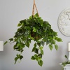 image:imageNearly Natural 36 in Artificial Philodendron Hanging Basket Outdoor Decor