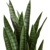 image:imageNearly Natural 38 in Sansevieria Artificial Silk Plants YellowGreen