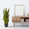 image:imageNearly Natural 38 in Sansevieria Artificial Silk Plants YellowYellow