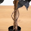 image:imageNearly Natural 3ft Artificial Halloween Black Ficus Tree with Natural Trunk  Indoor Decor for Spooky Gatherings