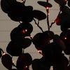 image:imageNearly Natural 3ft PreLit Artificial Halloween Black Eucalyptus Tree with 80 Orange amp Purple LED Lights