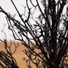 image:imageNearly Natural 3ft PreLit Halloween Black Twig Artificial Fall Tree in Burlap Planter with 52 Warm White LED Lights