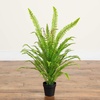 image:imageNearly Natural 3ft UV Resistant Artificial Boston Fern Potted Plant Real Touch Leaves Indoor Outdoor