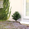 image:imageNearly Natural 3ft UV Resistant Artificial Cedar Bush with Integrated Ground Stake IndoorOutdoor