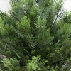 image:imageNearly Natural 3ft UV Resistant Artificial Cedar Bush with Integrated Ground Stake IndoorOutdoor