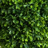 image:imageNearly Natural 3ft UVResistant Artificial Double Ball Boxwood Topiary Set of 2 with Integrated Ground Stake Premium FadeProof Faux Greenery Ideal for Indoor and Outdoor Decor Easy Installation