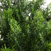 image:imageNearly Natural 4 ft Artificial Cedar Bush UVResistant Outdoor Porch Decor
