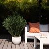 image:imageNearly Natural 4 ft Artificial Cedar Bush UVResistant Outdoor Porch Decor