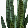 image:imageNearly Natural 4 ft Artificial Sansevieria UVResistant Outdoor Porch Decor