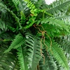 image:imageNearly Natural 40 in Artificial Boston Fern Indoor Plant Set of 240 In W x 15 In H