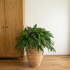 image:imageNearly Natural 40 in Artificial Boston Fern Indoor Plant Set of 248 In W x 21 In H