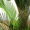 image:imageNearly Natural 40in UV Resistant Artificial Double Cycas Palm Tree in White Planter