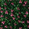 image:imageNearly Natural 40in x 80in Artificial Bougainvillea Privacy Fence Screen  UV Resistant Expandable Faux Plant Wall for IndoorOutdoor Use