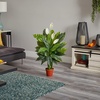 image:imageNearly Natural 42 in Artificial Spathiphyllum Peace Lily Real Touch Plant