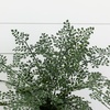 image:imageNearly Natural 4251 Maiden Hair Artificial Plant in Planter Green Small