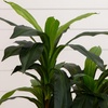 image:imageNearly Natural 48 in Artificial Dracaena RealTouch Plant with PotMedium Green
