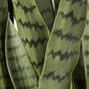 image:imageNearly Natural 48 in Artificial Sansevieria Snake Plant with Pot