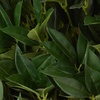 image:imageNearly Natural 4ft Bay Leaf Artificial Topiary Tree UV Resistant IndoorOutdoor
