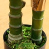 image:imageNearly Natural 4ft UV Resistant Artificial Double Robellini Palm Tree  IndoorOutdoor
