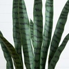 image:imageNearly Natural 5 ft Artificial Sansevieria Plant UVResistant Porch Decor