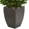 image:imageNearly Natural 56in Bay Leaf Cone Topiary Artificial Tree UV Resistant in Black Planter IndoorOutdoor