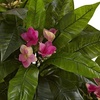 image:imageNearly Natural 5ft Plumeria Tree UV Resistant IndoorOutdoor