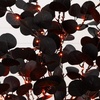 image:imageNearly Natural 5ft PreLit Halloween Black Eucalyptus Tree with Orange amp Purple LED Lights