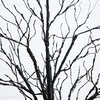 image:imageNearly Natural 5ft PreLit Halloween Black Twig Tree with 240 Orange amp Purple LED Lights