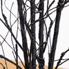 image:imageNearly Natural 5ft PreLit Halloween Black Twig Tree with Bats and 50 LED Lights