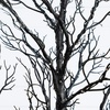 image:imageNearly Natural 5ft PreLit Halloween Twig Artificial Fall Tree with 240 Orange amp Purple LED Lights