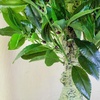 image:imageNearly Natural 5ft Triple Bay Leaf Topiary UV Resistant IndoorOutdoor